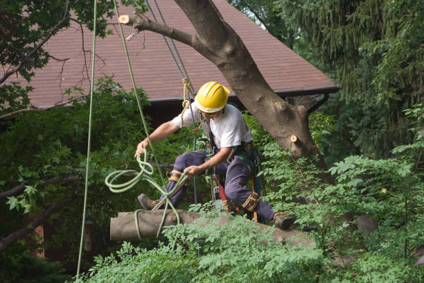 How Our Tree Care Process Works  in  Watertown, TN