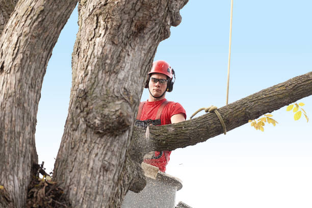 Reliable Watertown, TN Tree Services Solutions